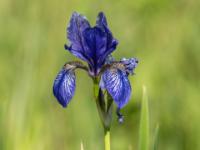 Schwertlilie blau